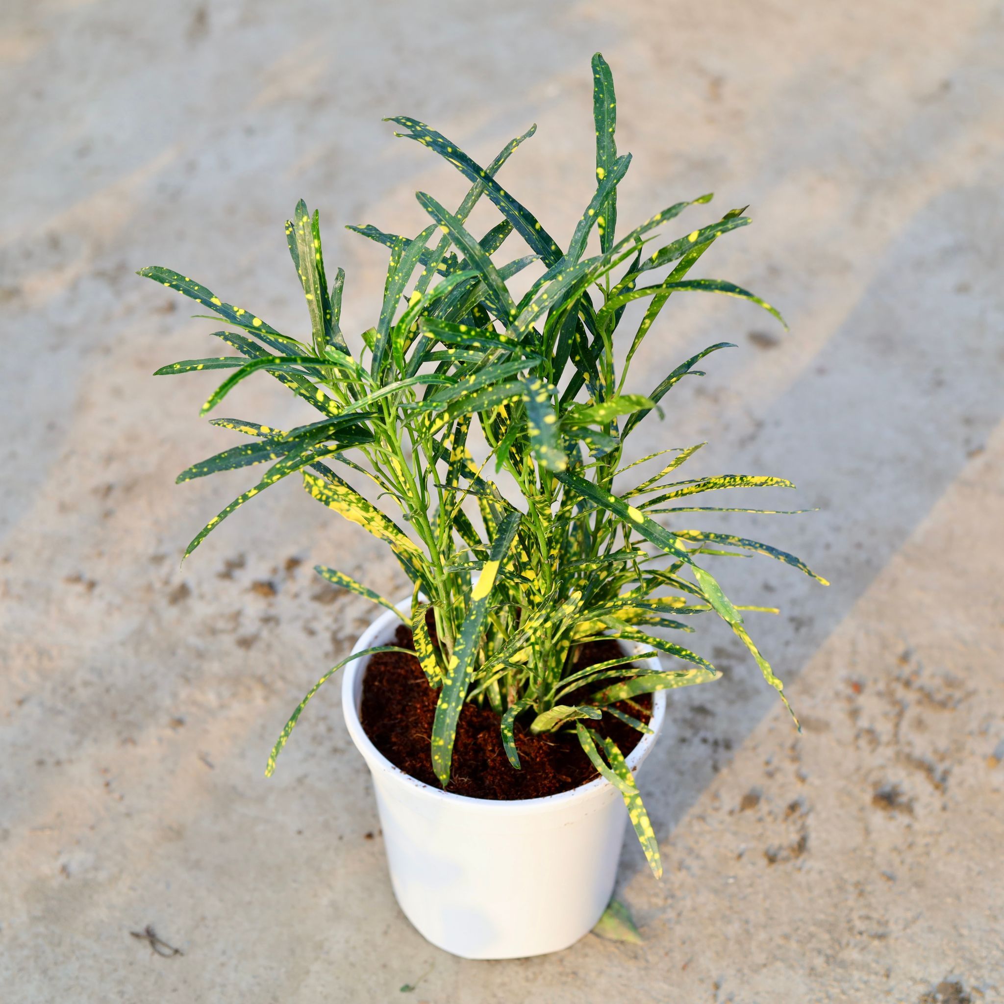 Chironji Croton in 6 Inch White Nursery Pot
