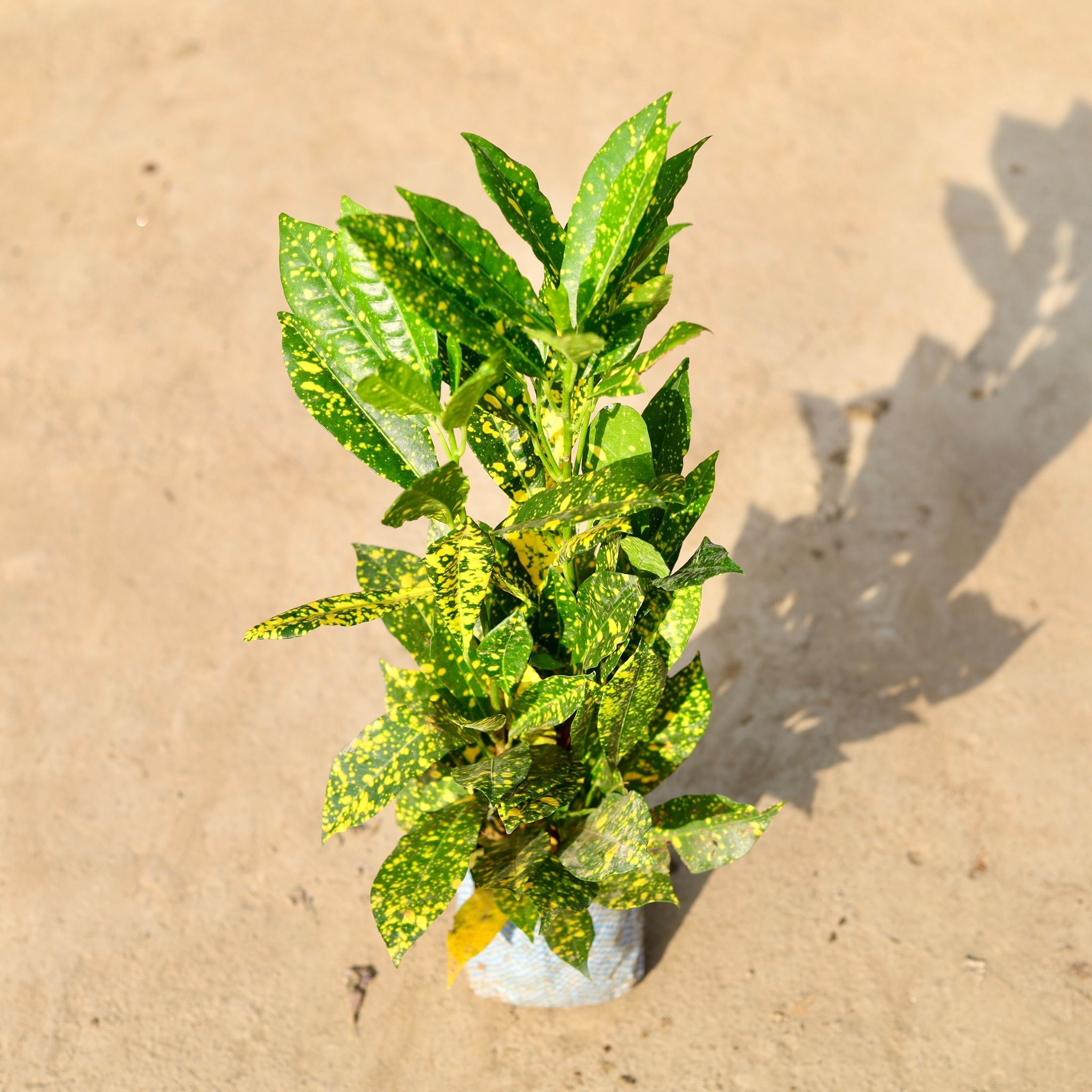 Baby Croton in 4 Inch Nursery Bag