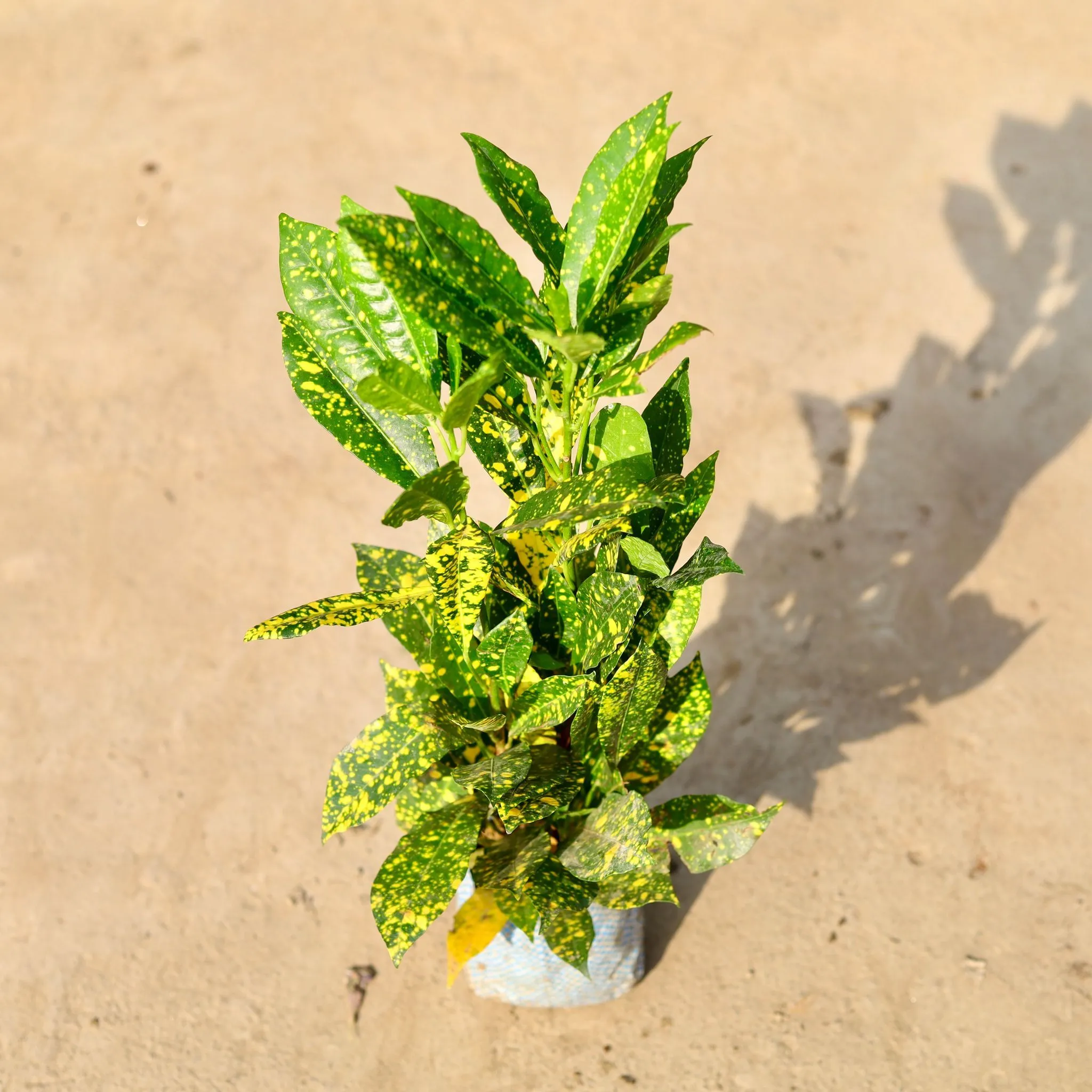 Baby Croton in 4 Inch Nursery Bag