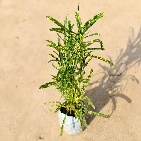 Chironji Croton in 4 Inch Nursery Bag