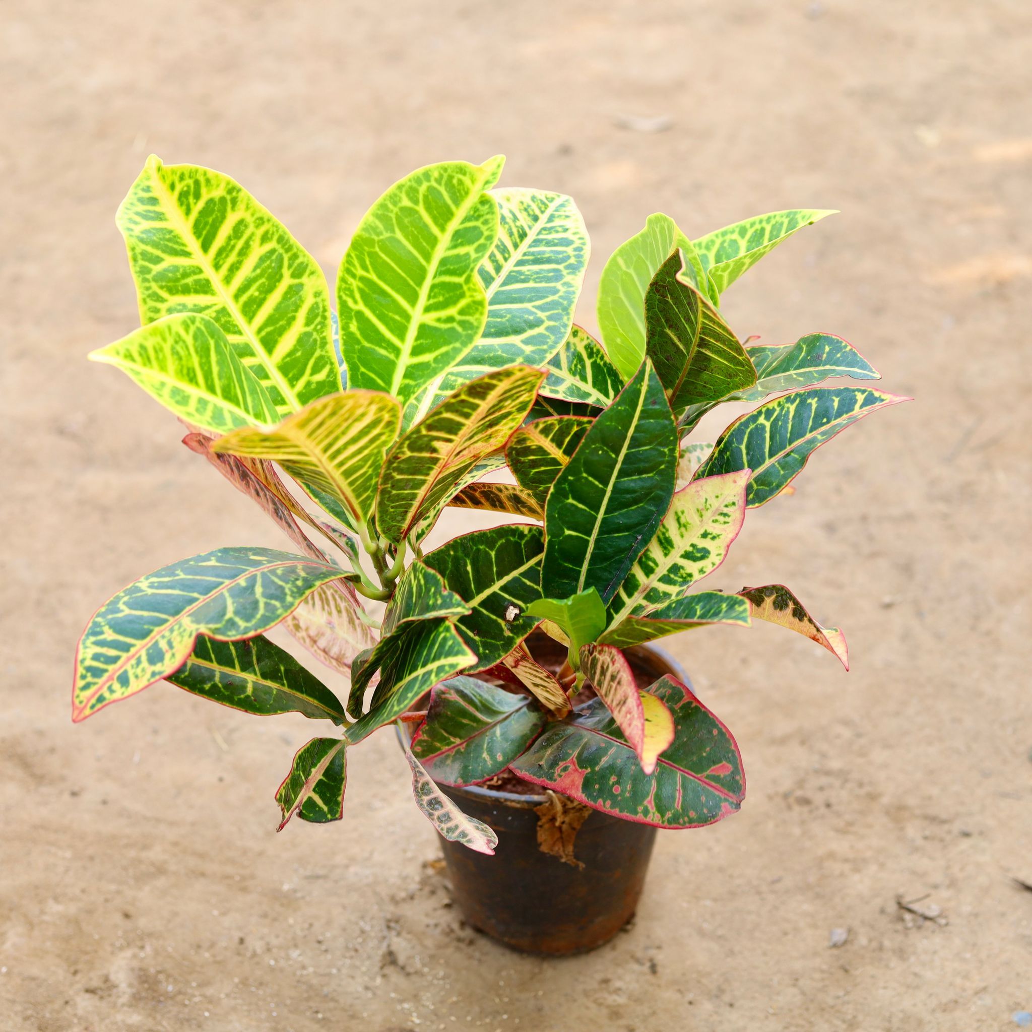 Croton Petra in 6 inch Nursery Pot