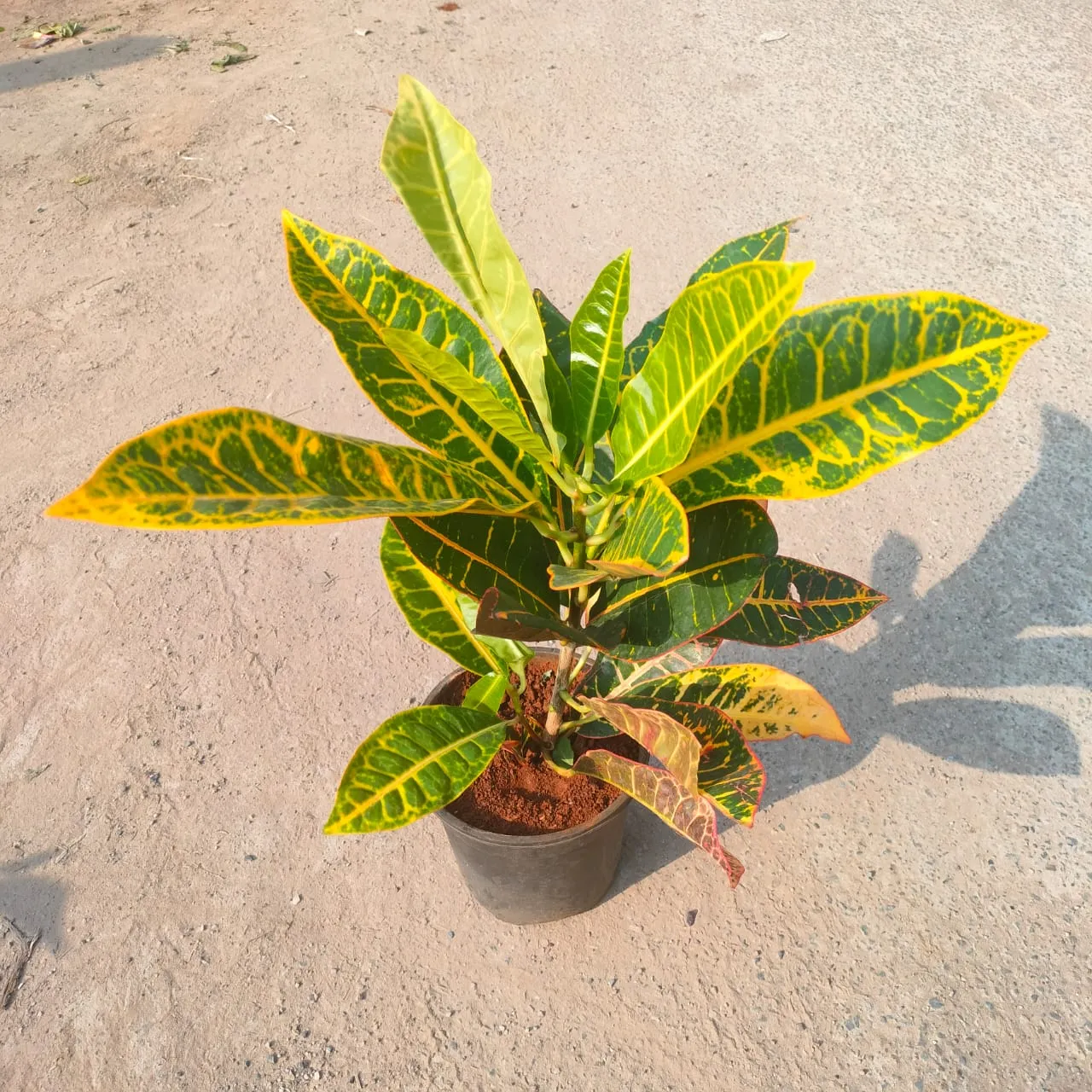 Croton Petra in 6 Inch Nursery Pot