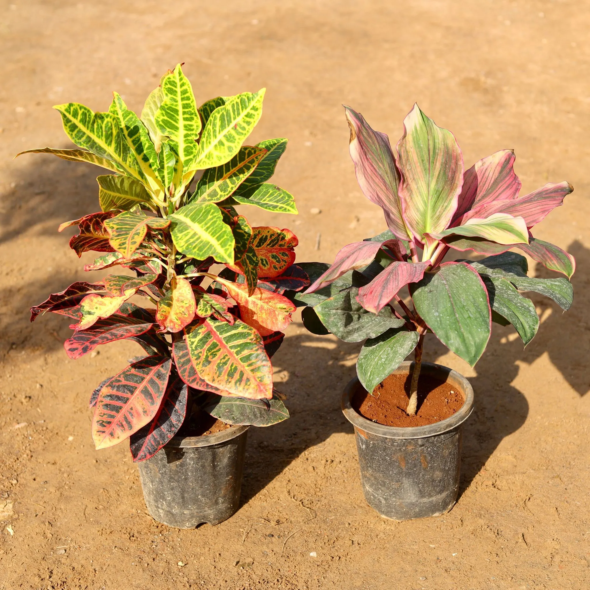 Set of 2 - Croton Petra & Dracaena Cordyline Broad Leaf Red in 8 Inch Nursery Pot