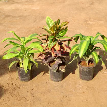 Buy Set of 3 - Dracaena Fragrans, Limelight & Croton Petra in 8 Inch Nursery Pot Online | Urvann.com