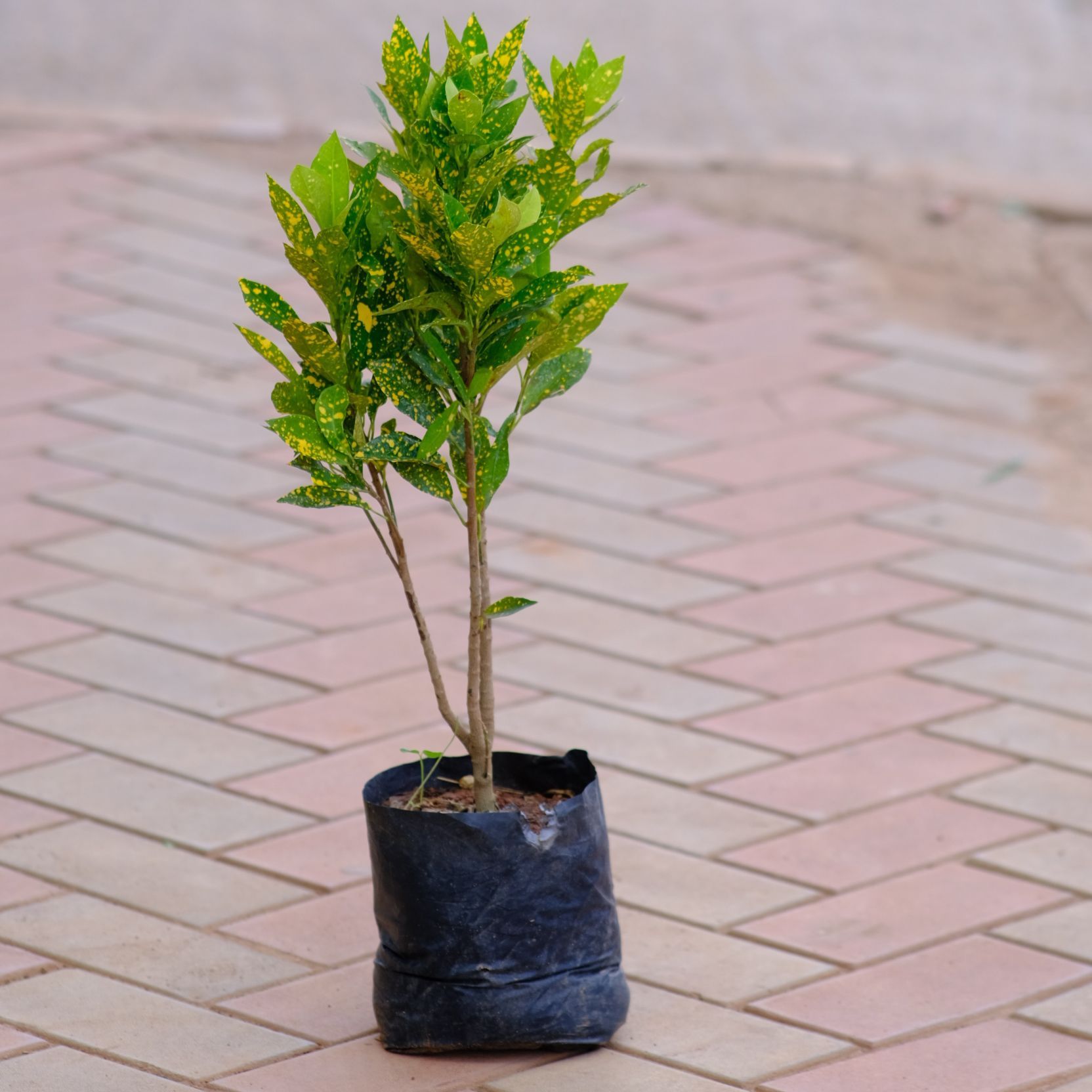 Baby Croton in 4 Inch Nursery Bag