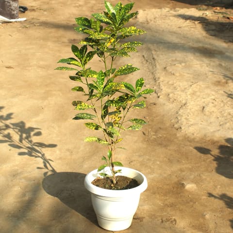 Baby Croton(~1.5-2 ft) in 8 Inch Classy White Plastic Pot