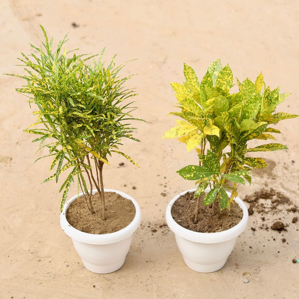 Set of 2 - Croton Chironji & Baby Croton Gold Star in 8 Inch Classy White Plastic Pot