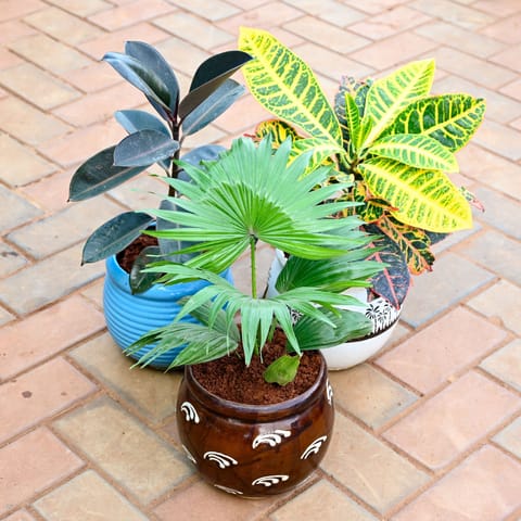 Set of 3 - China / Fan Palm ,Rubber & Croton Petra in 8 Inch Classy Matki Designer Ceramic Pot (any colour & design)