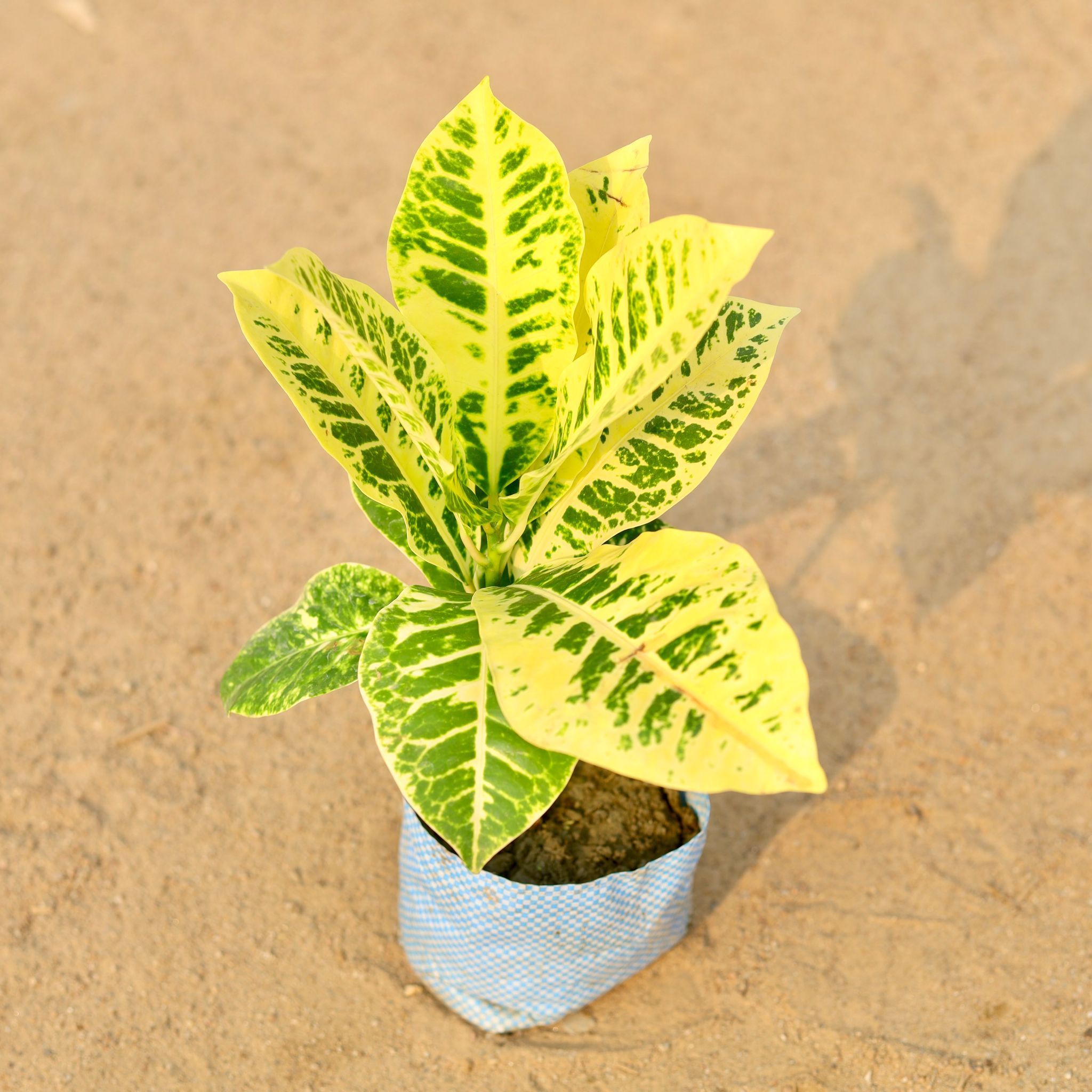 Croton Petra in 4 Inch Nursery Bag