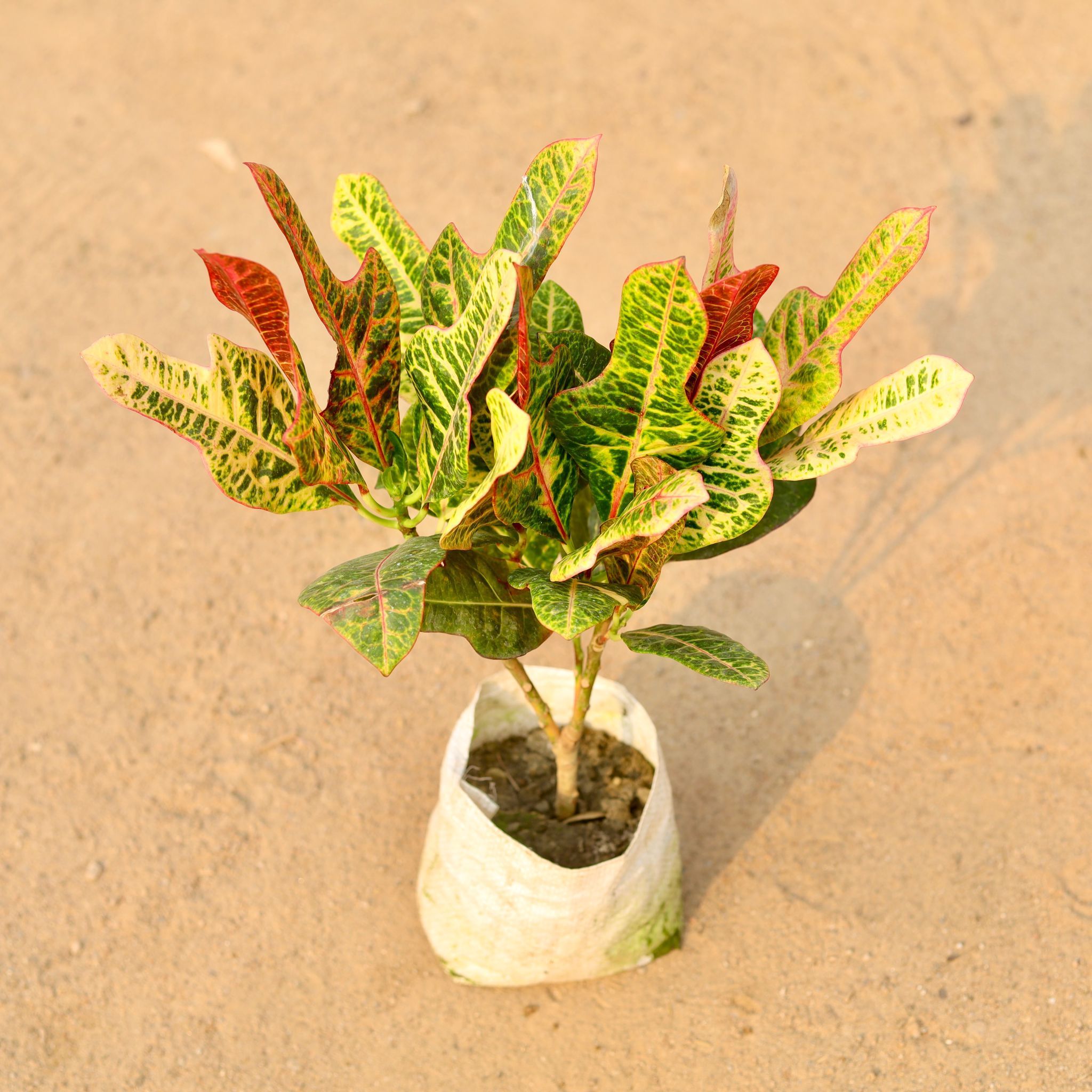 Croton Petra in 7 Inch Nursery Bag