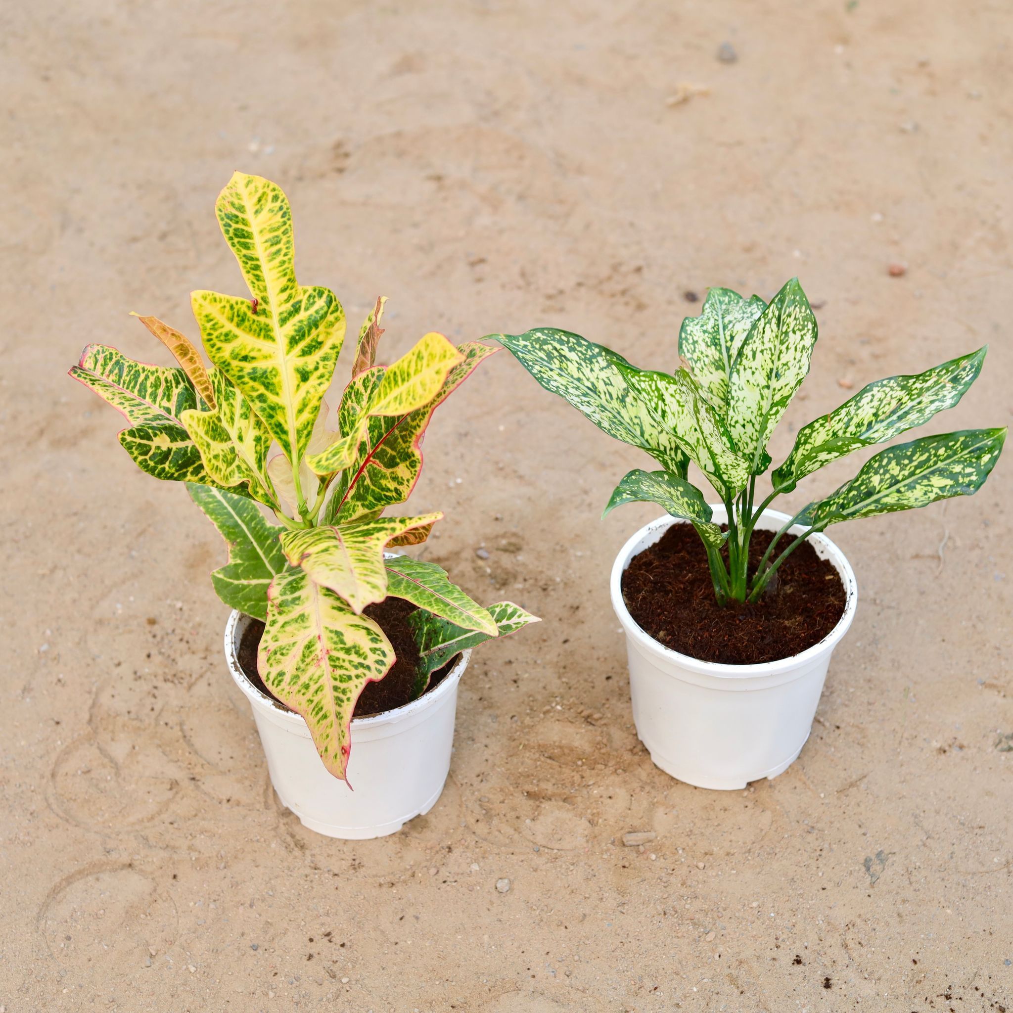 Set of 2 - Croton Petra & Aglaonema Snow White in 6 Inch White Nursery Pot