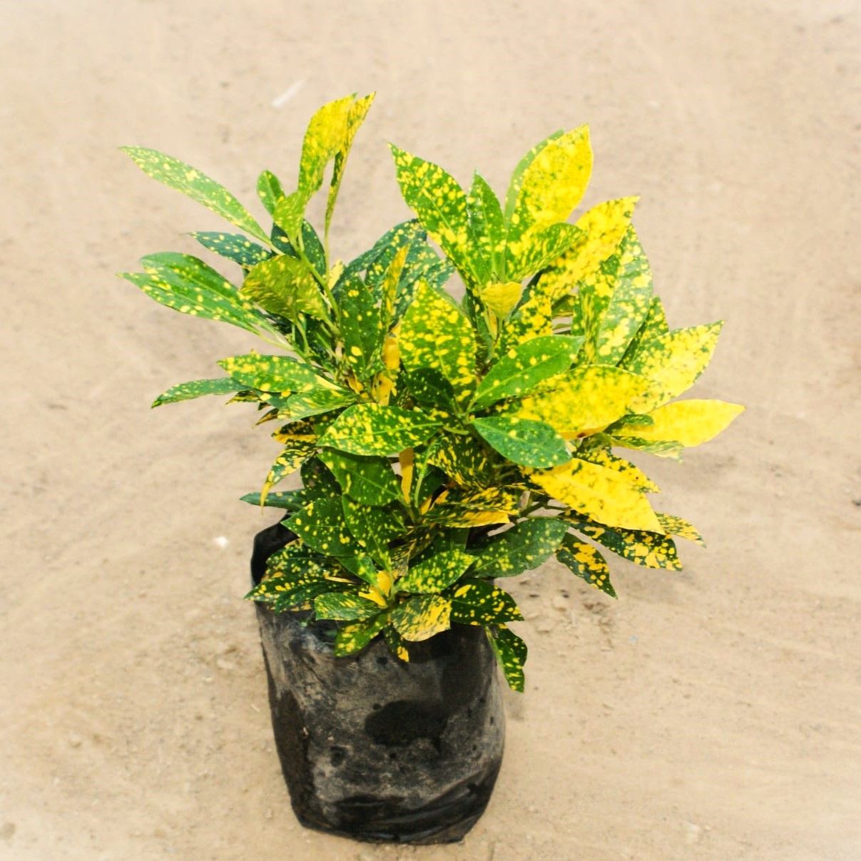 Baby Croton Goldstar in 6 Inch Nursery Bag