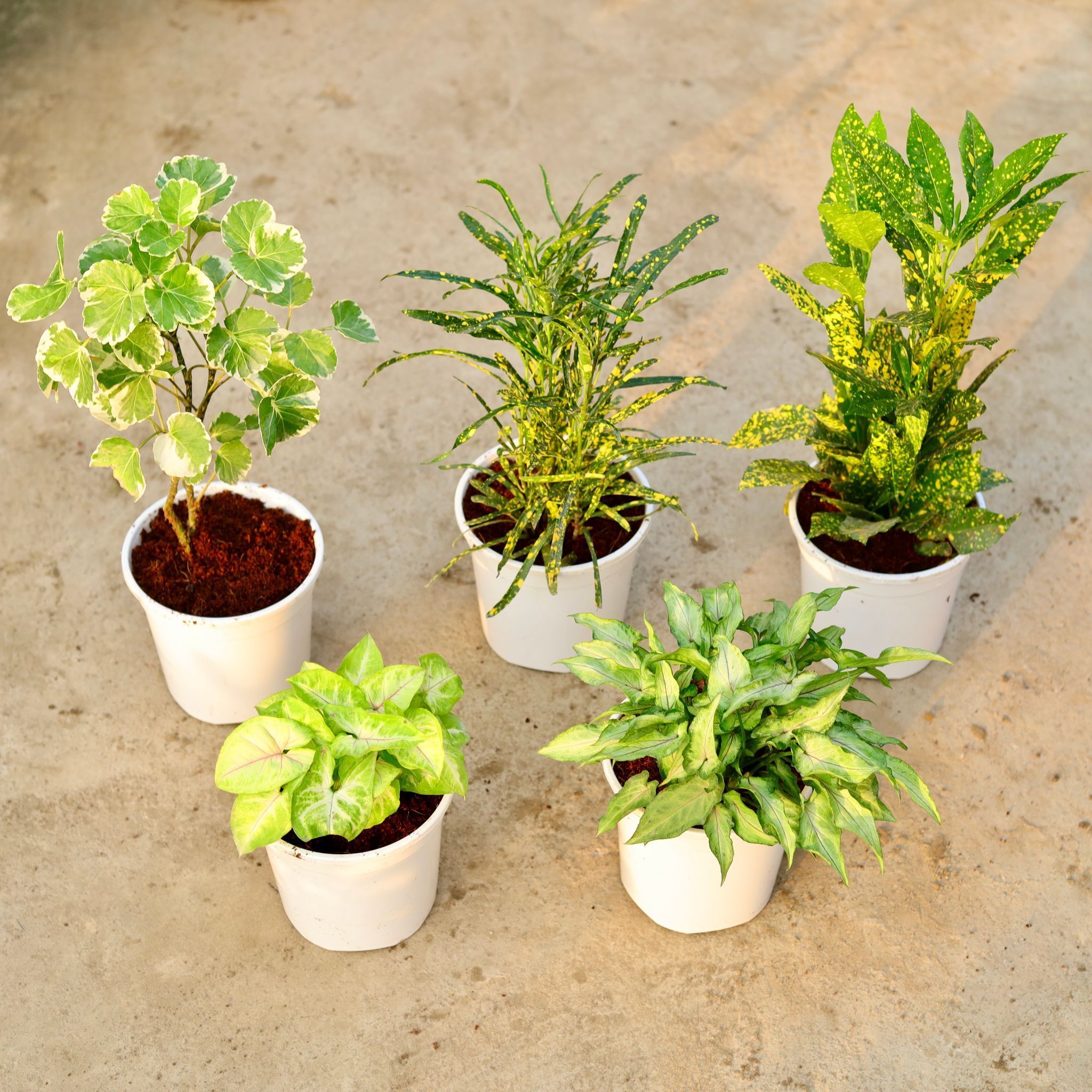 Set of 5 - Aralia Dinner Plate, Croton Chironji, Baby, Syngonium Golden & Yami Green in 6 Inch White Nursery Pot