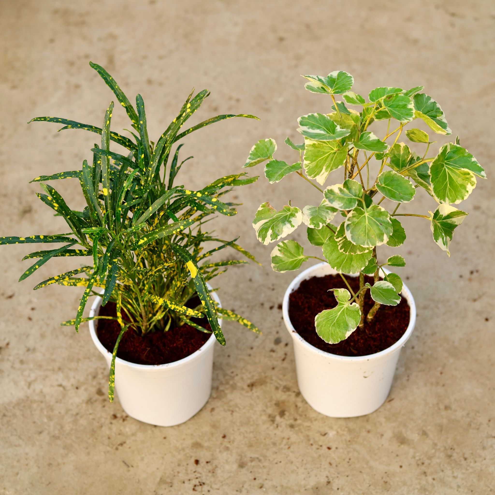 Set of 2 - Aralia Dinner Plate & Chironji Croton in 6 Inch White Nursery Pot