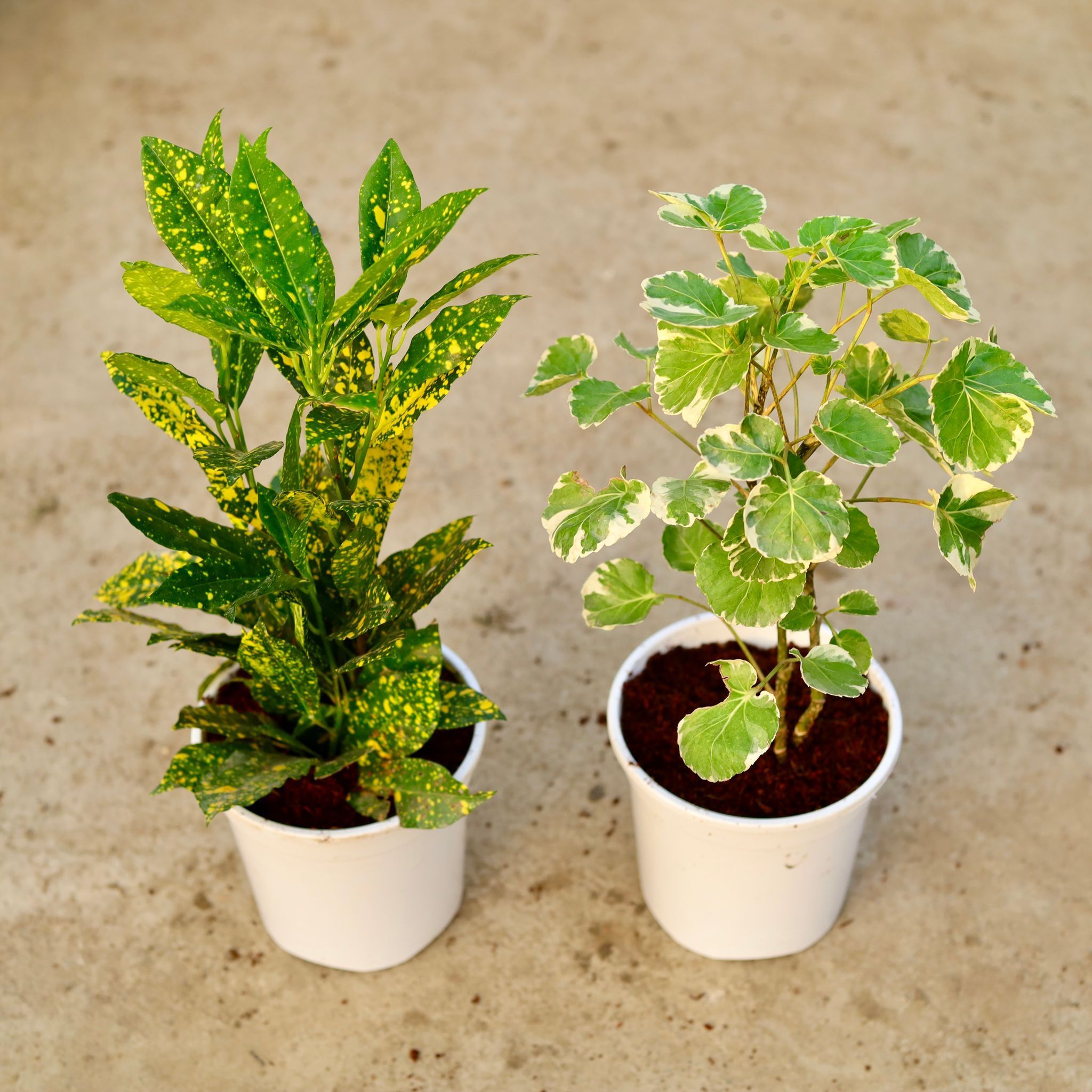 Set of 2 - Aralia Dinner Plate & Baby Croton in 6 Inch White Nursery Pot