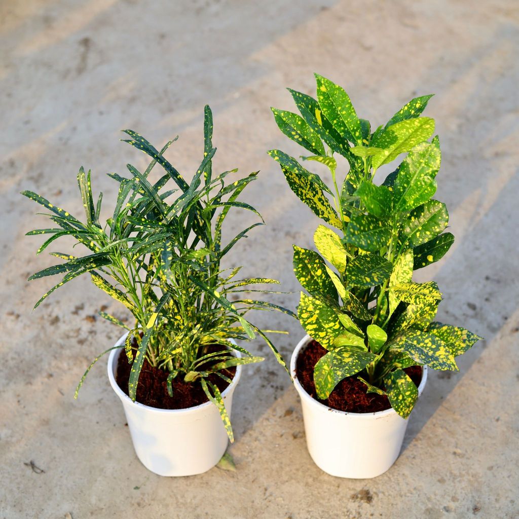 Buy Set of 2 - Croton (Baby & Chironji) in 6 Inch White Nursery Pot Online | Urvann.com Set of 2 - Croton (Baby & Chironji) in 6 Inch White Nursery Pot
