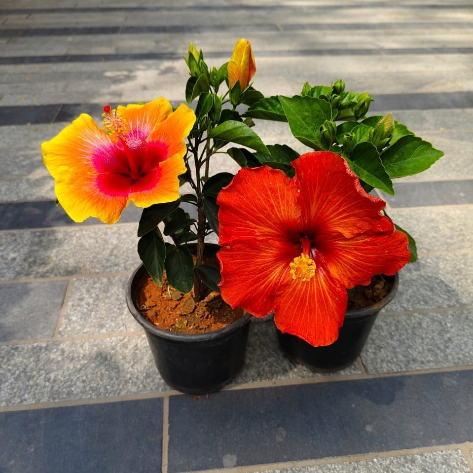 Buy Set of 2 - Hibiscus Dwarf (Orange & Yellow) in 5 Inch Nursery Bag Online | Urvann.com Set of 2 - Hibiscus Dwarf (Orange & Yellow) in 5 Inch Nursery Bag