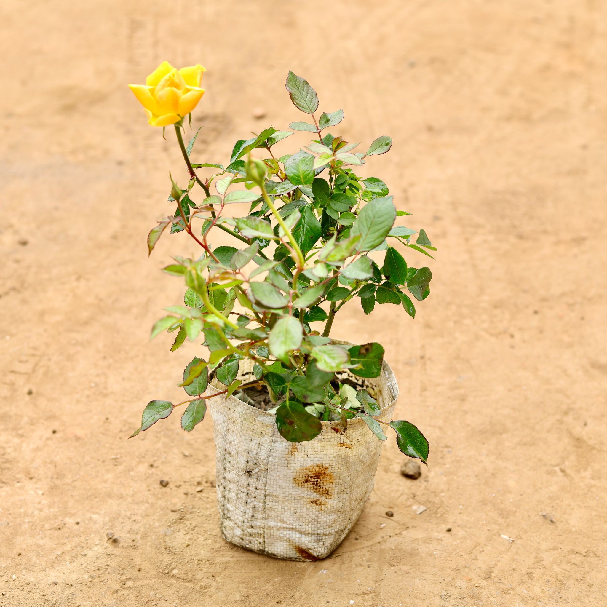 English Rose Yellow in 6 Inch Nursery Bag