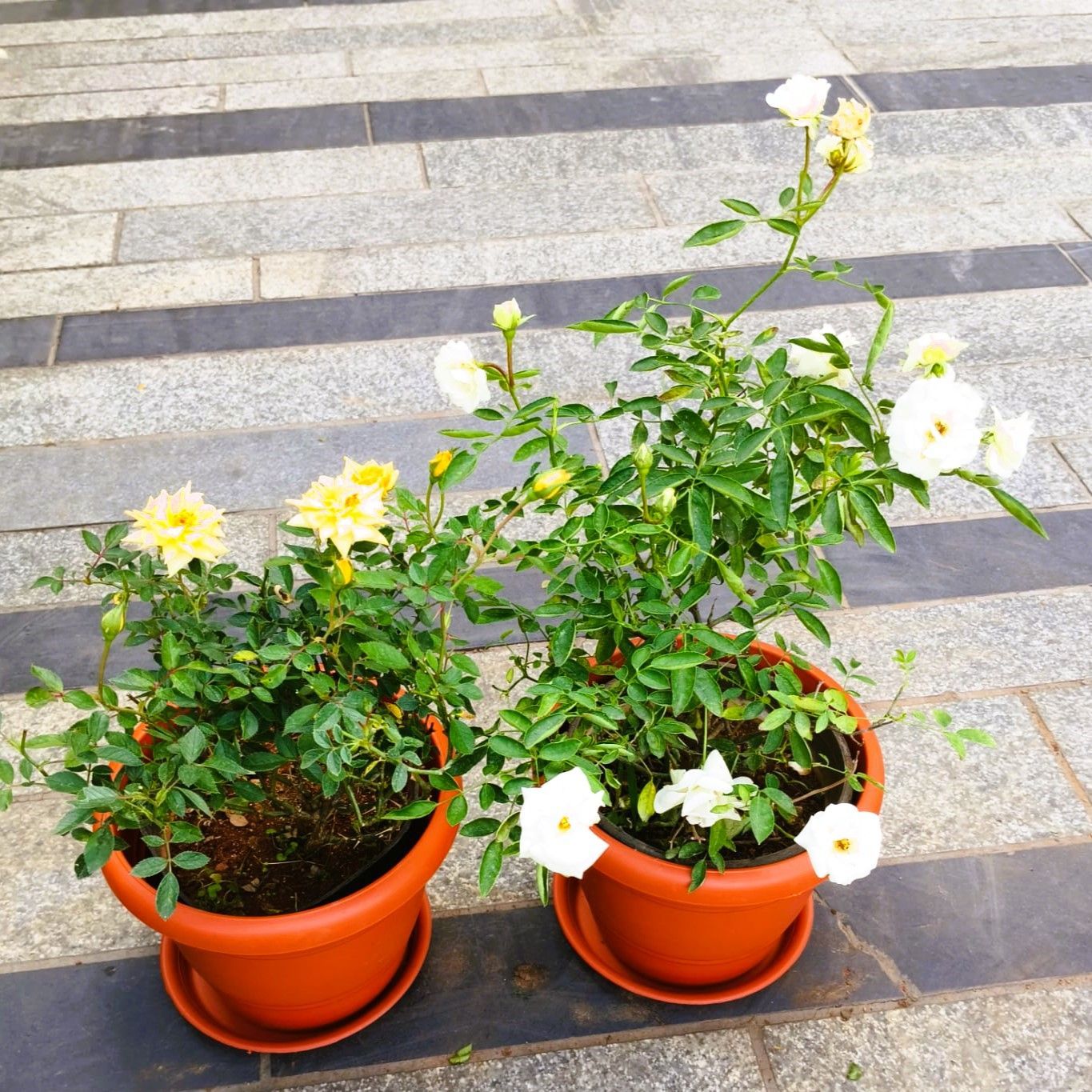 Set of 2 - Rose (Yellow & White) in 7 Inch Classy Red Plastic Pot with Tray