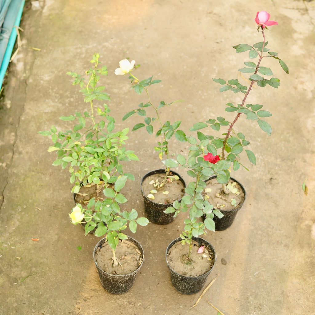 Set of 5 - Rose (any Colour) in 6 Inch Nursery Pot