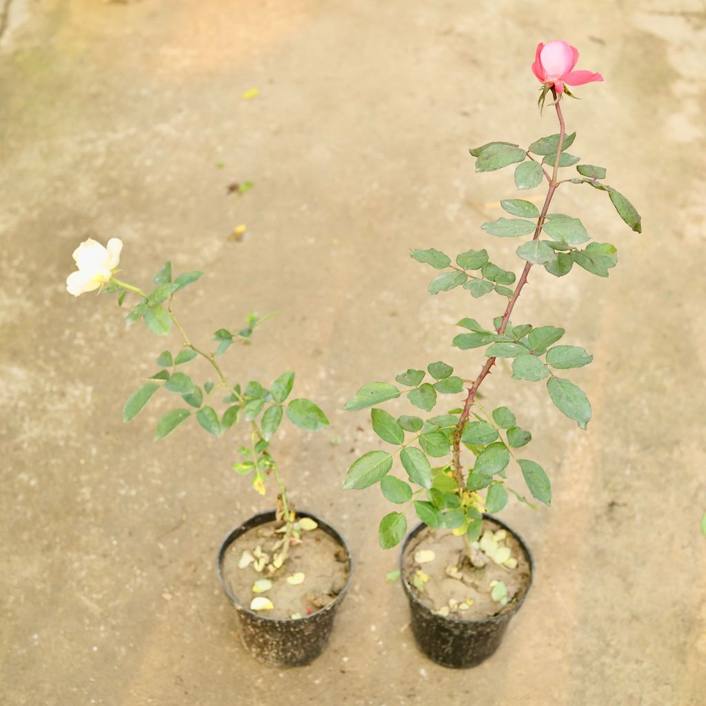 Set of 2 - Rose (any Colour) in 6 Inch Nursery Pot