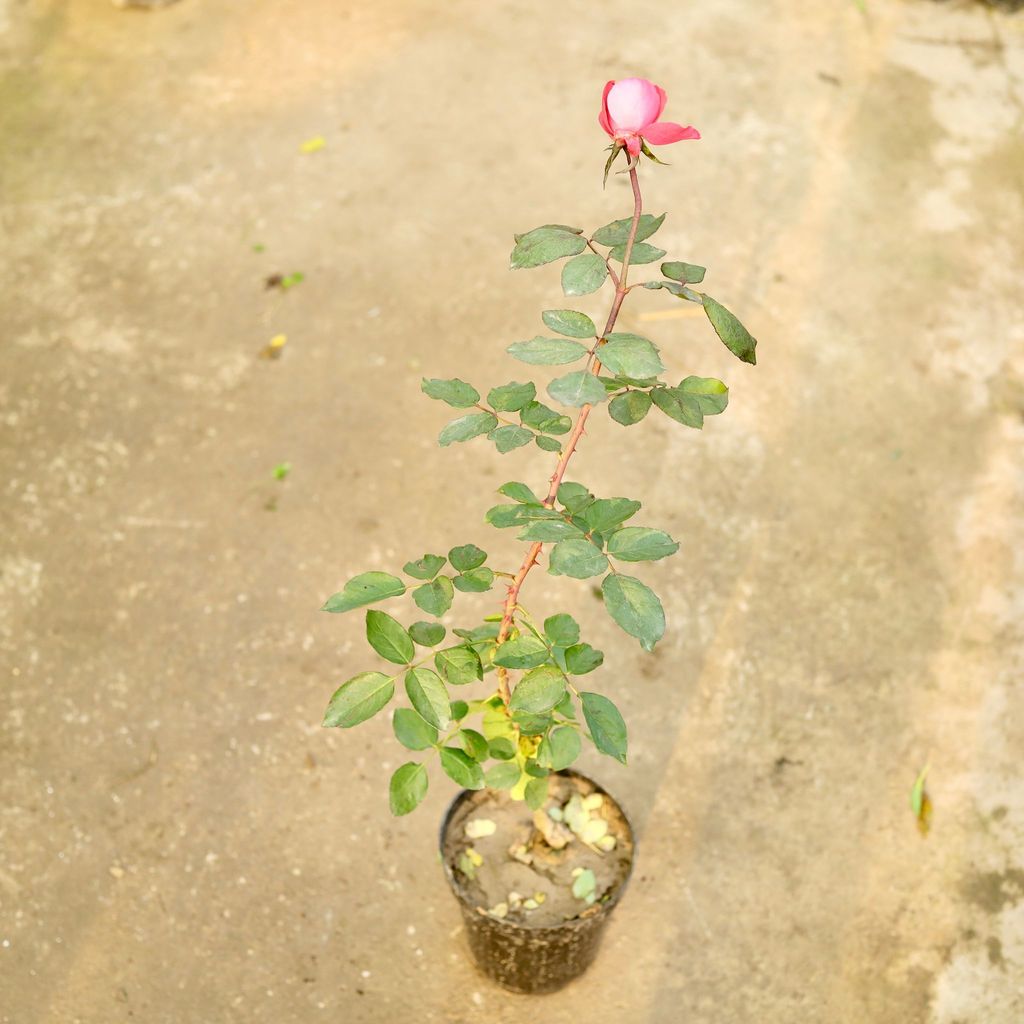 Buy Rose (any colour) in 6 Inch Nursery Pot Online | Urvann.com Rose (any colour) in 6 Inch Nursery Pot