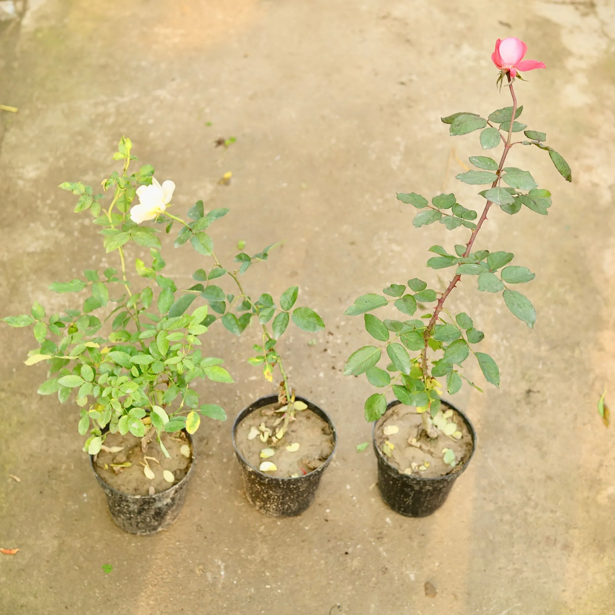 Set of 3 - Rose (any Colour) in 6 Inch Nursery Pot