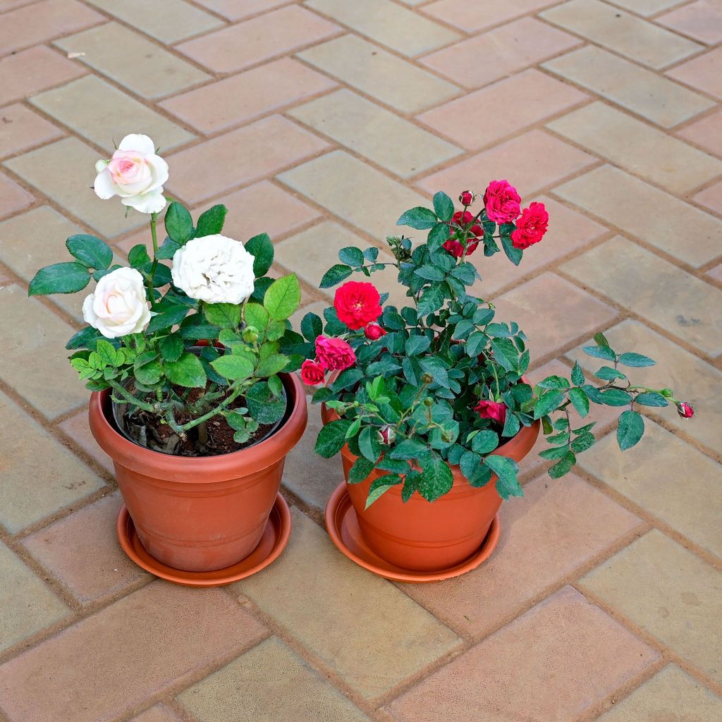 Set of 2 - Rose (Pink & White) in 8 Inch Classy Red Plastic Pot with Tray