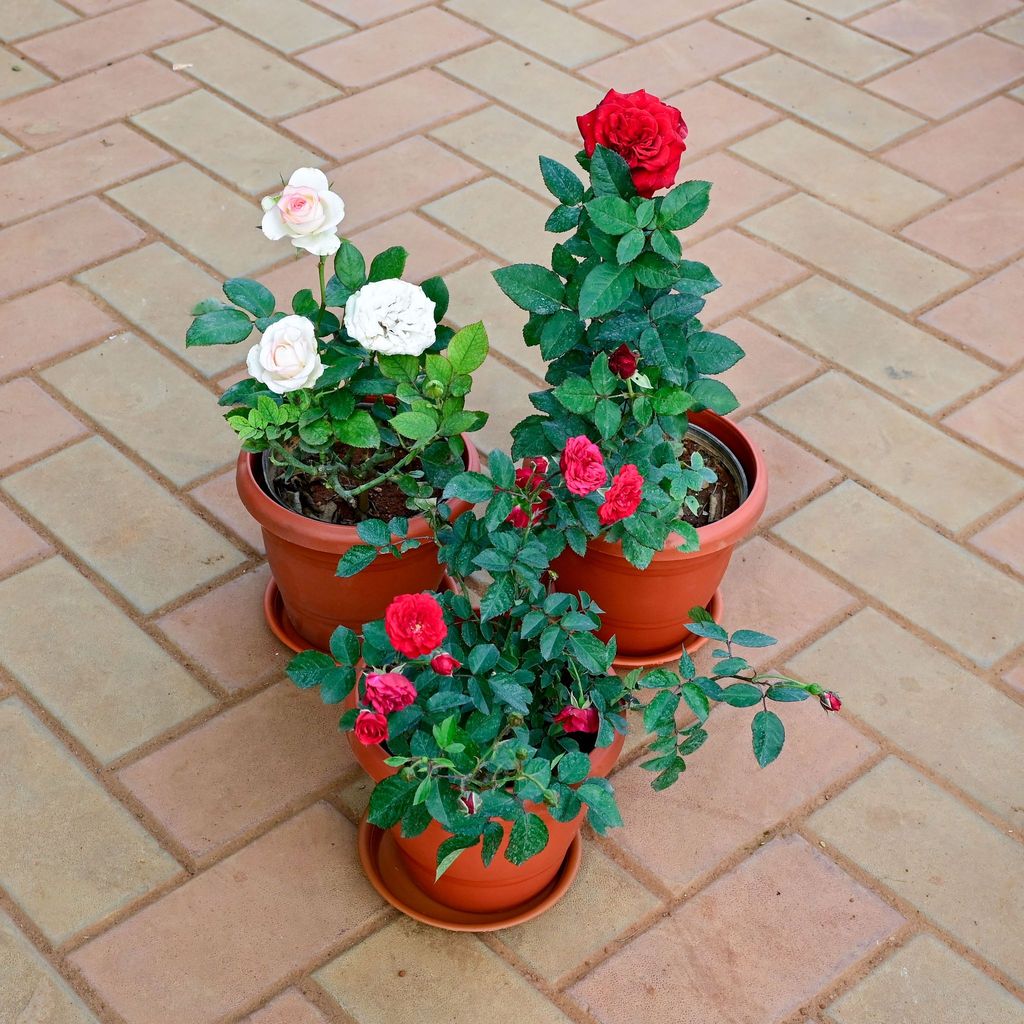 Set of 3 - Rose (Red, White & Light Red) in 7 Inch Classy Red Plastic Pot with Tray