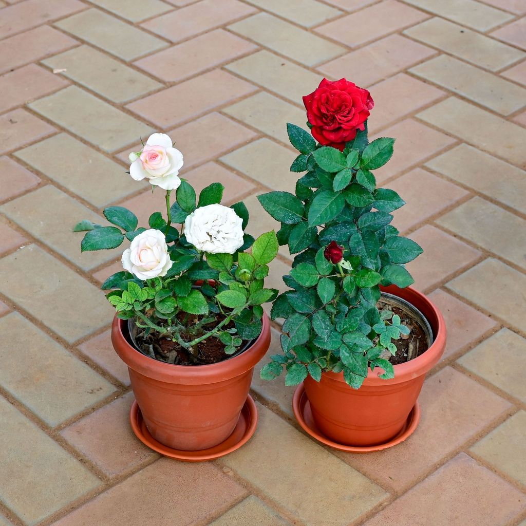 Buy Set of 2 - Rose (Red & White) in 8 Inch Classy Red Plastic Pot with Tray Online | Urvann.com Set of 2 - Rose (Red & White) in 8 Inch Classy Red Plastic Pot with Tray