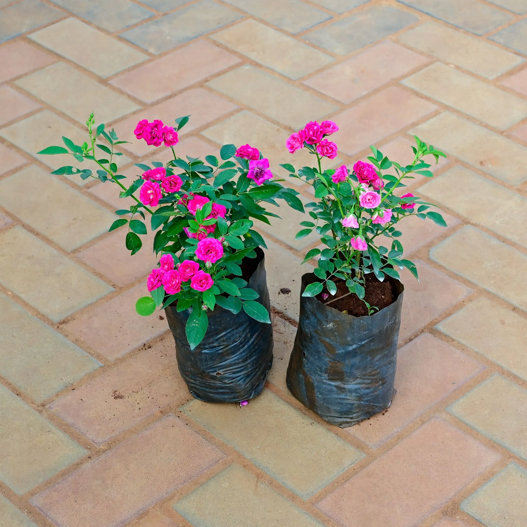 Set of 2 - Button Rose (any colour) in 6 Inch Nursery Bag