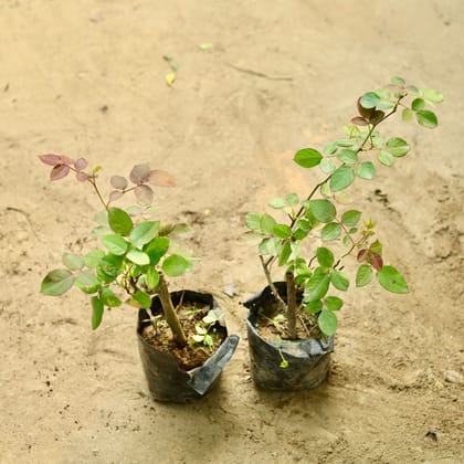 Buy Set of 2 - Desi Rose in 4 Inch Nursery Bag Online | Urvann.com