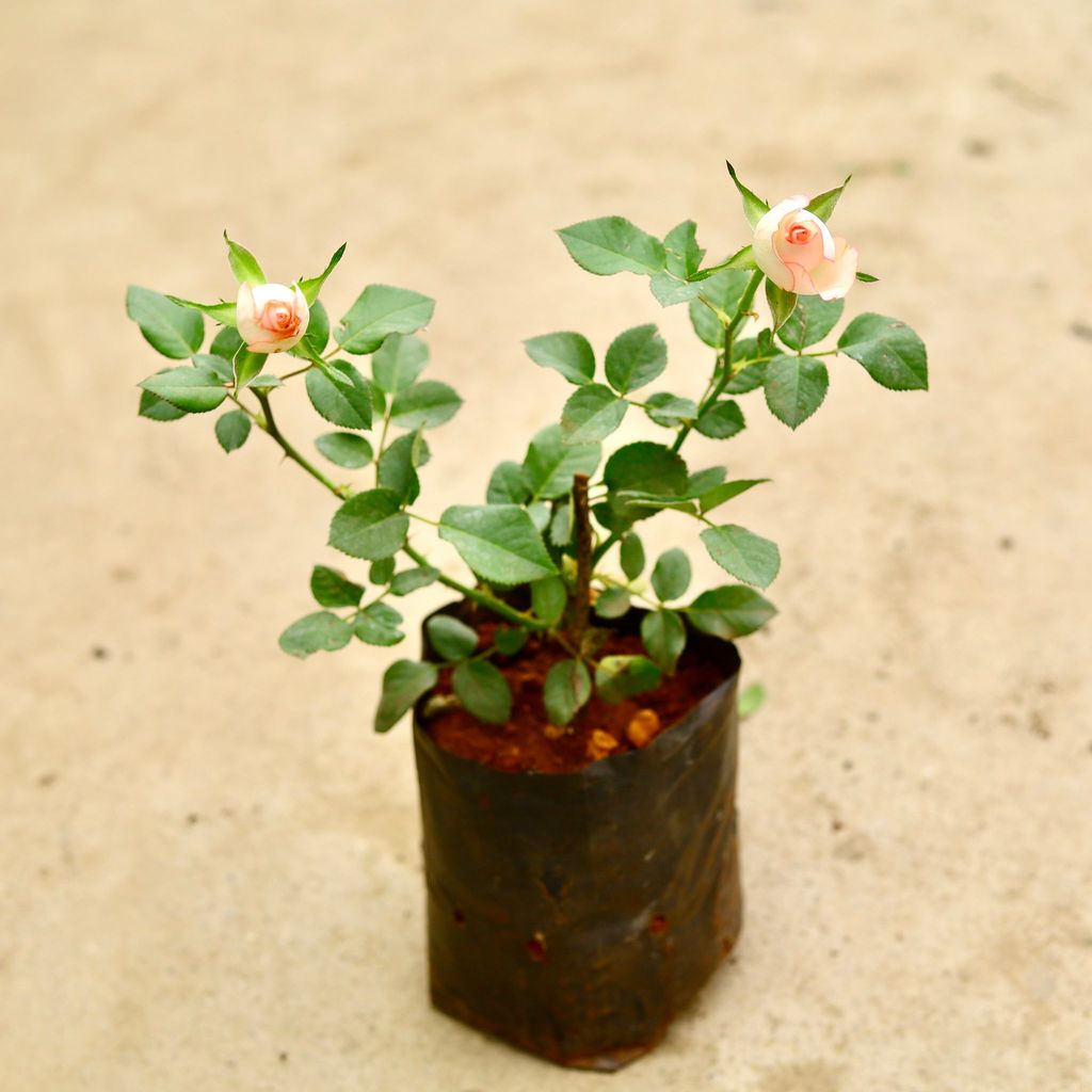 Buy Rose / Gulab (any colour) in 6 Inch Nursery Bag Online | Urvann.com Rose / Gulab (any colour) in 6 Inch Nursery Bag