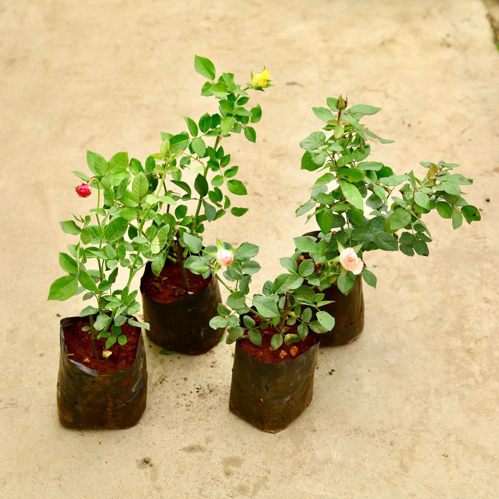 Set of 4 - Rose / Gulab (any colour) in 6 Inch Nursery Bag
