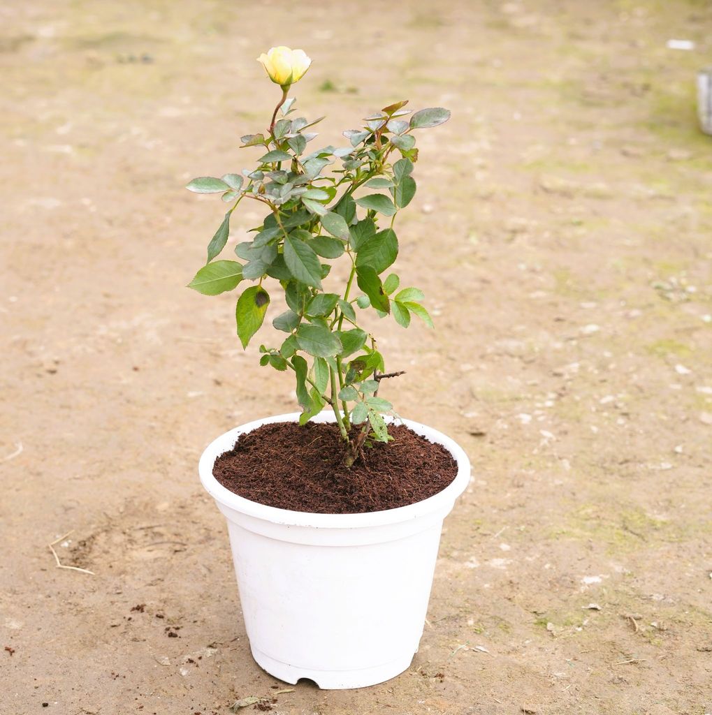 Buy Rose (any colour) in 8 Inch White Nursery Pot Online | Urvann.com Rose (any colour) in 8 Inch White Nursery Pot
