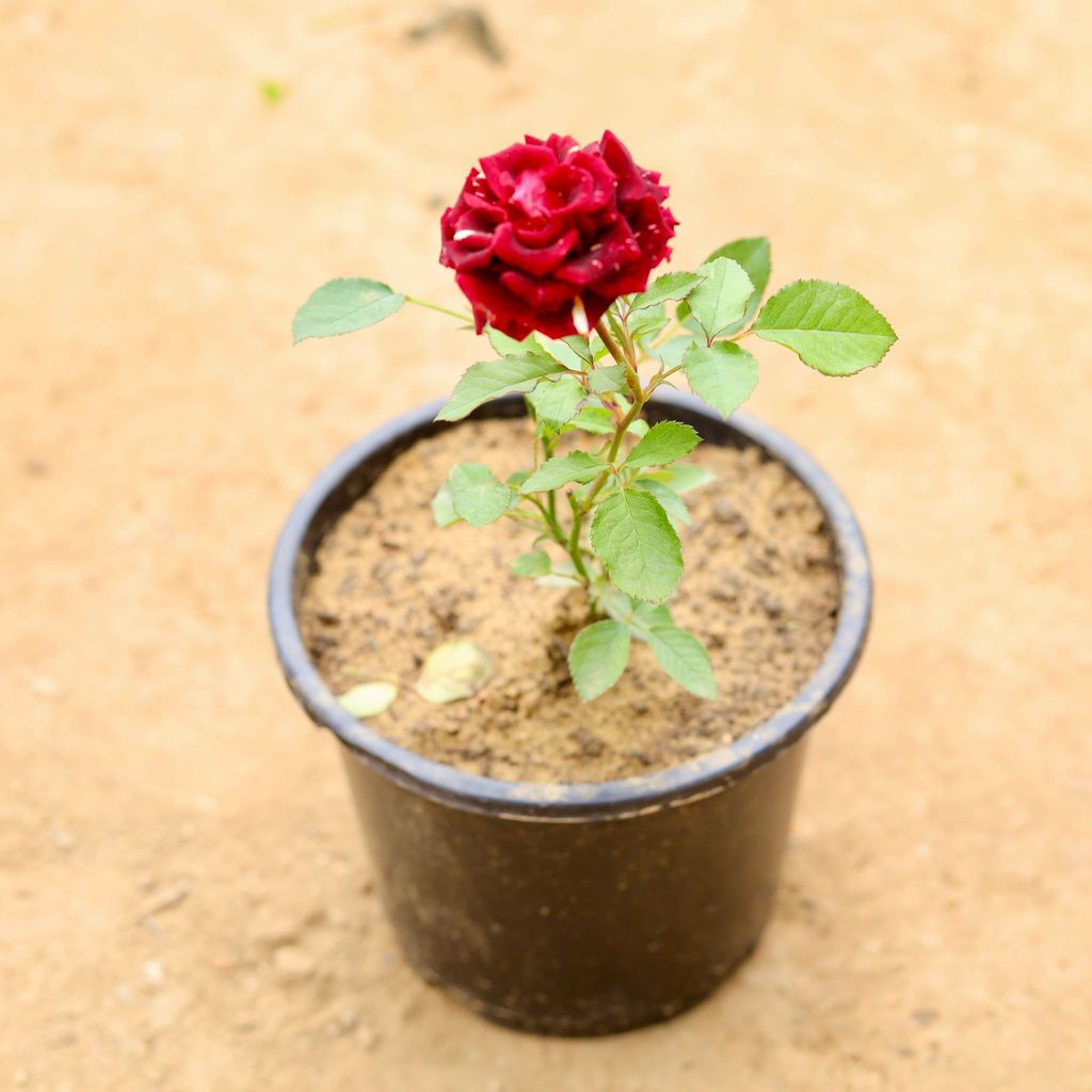 Buy English Rose (any colour) in 8 Inch Nursery Pot Online | Urvann.com English Rose (any colour) in 8 Inch Nursery Pot