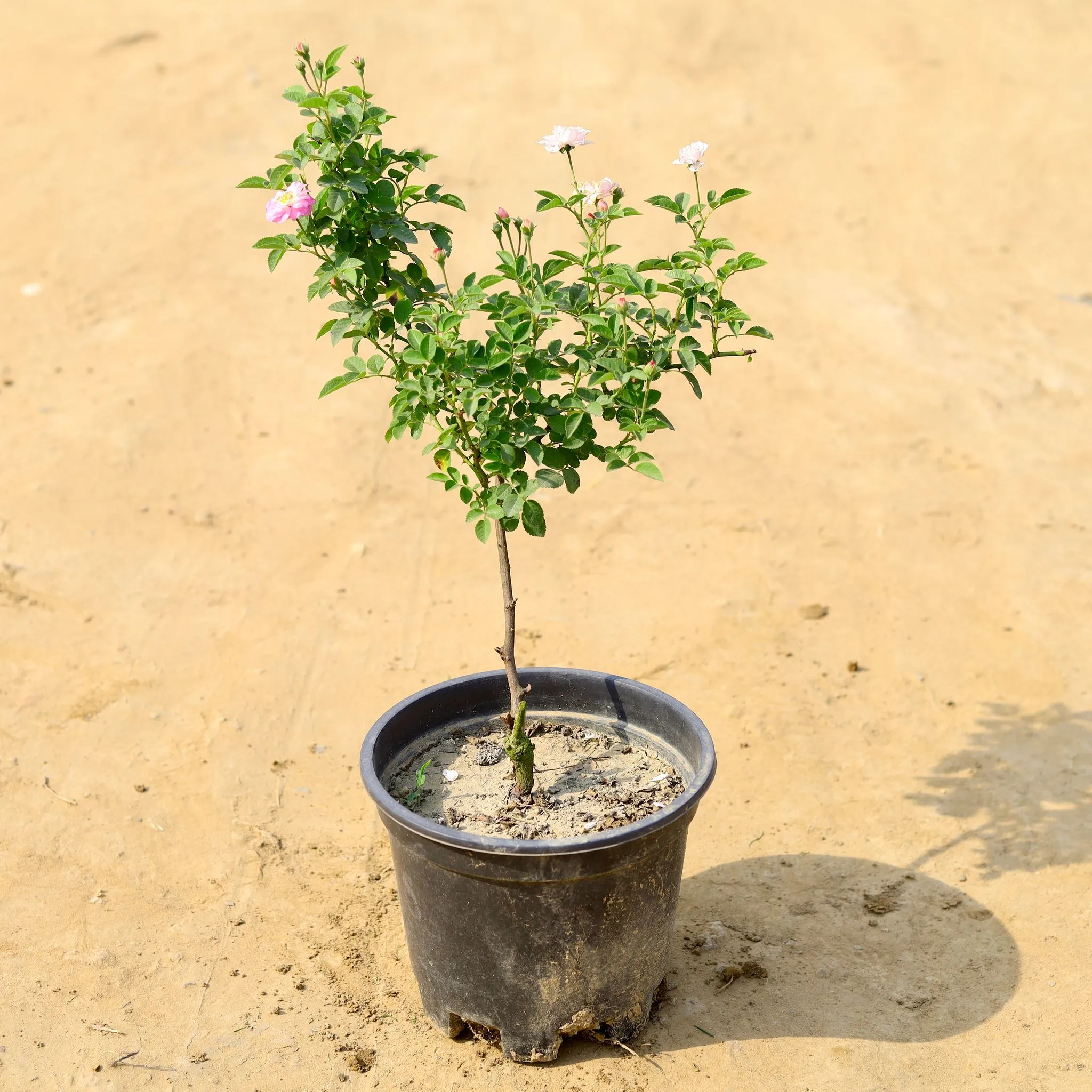 Phulera Rose (any colour) in 8 Inch Nursery Pot