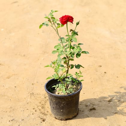 Buy Rose / Gulab Red in 6 Inch Nursery Pot  Online | Urvann.com