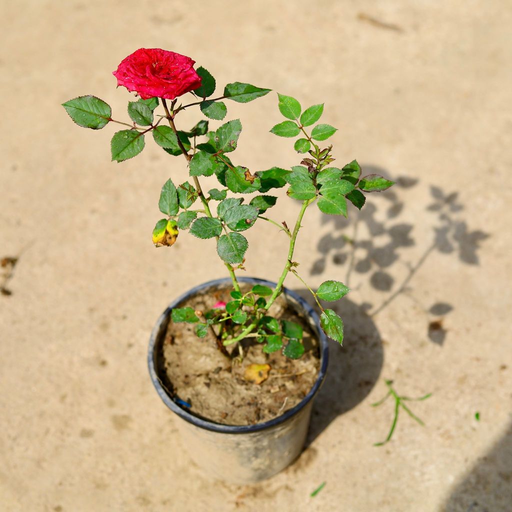 Buy English Rose (Any Color) in 6 Inch Nursery Pot Online | Urvann.com English Rose (Any Color) in 6 Inch Nursery Pot