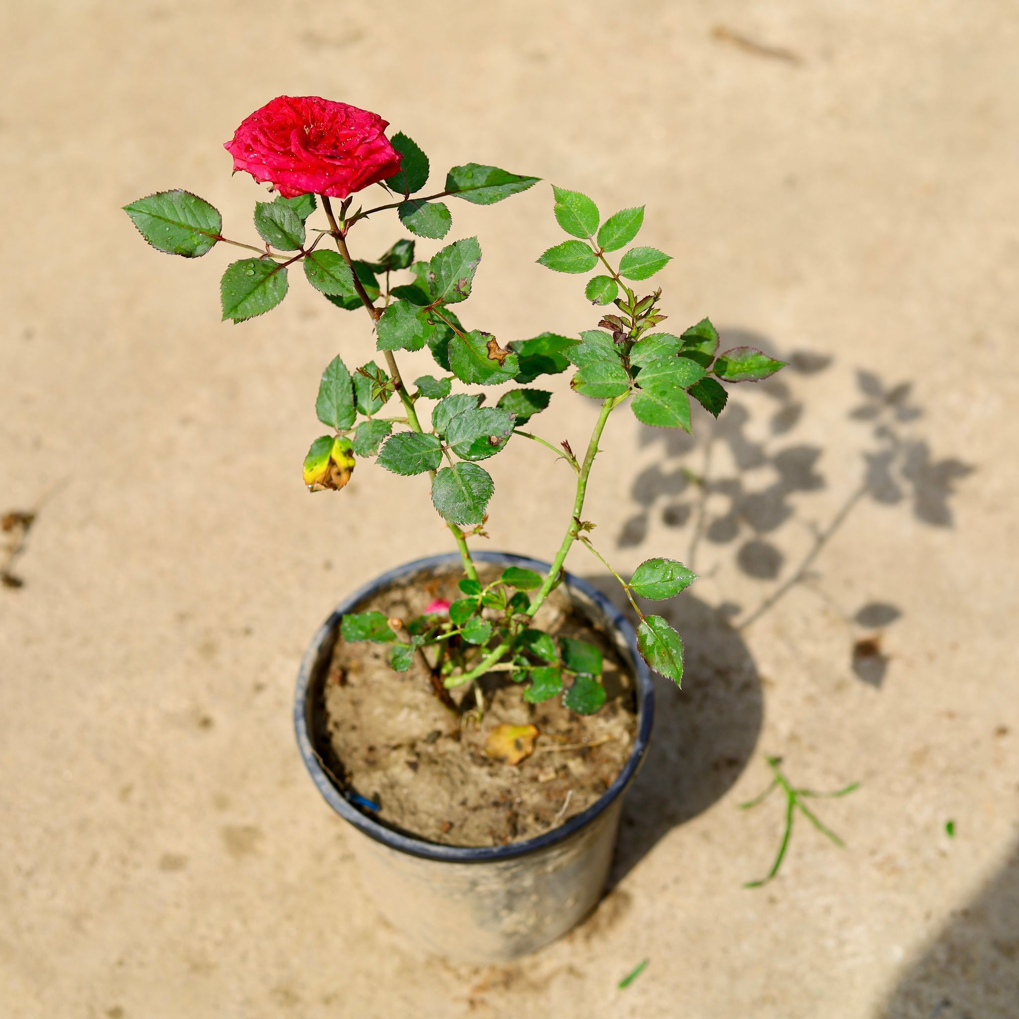 English Rose (Any Color) in 6 Inch Nursery Pot