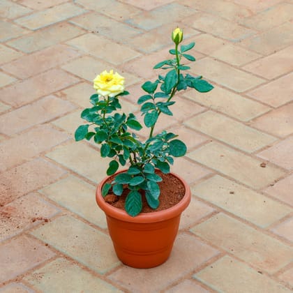 Buy Rose / Gulab Yellow in 7 Inch Classy Red Plastic Pot Online | Urvann.com