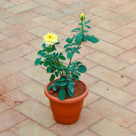 Rose / Gulab yellow  in 7 Inch Classy Red Plastic Pot