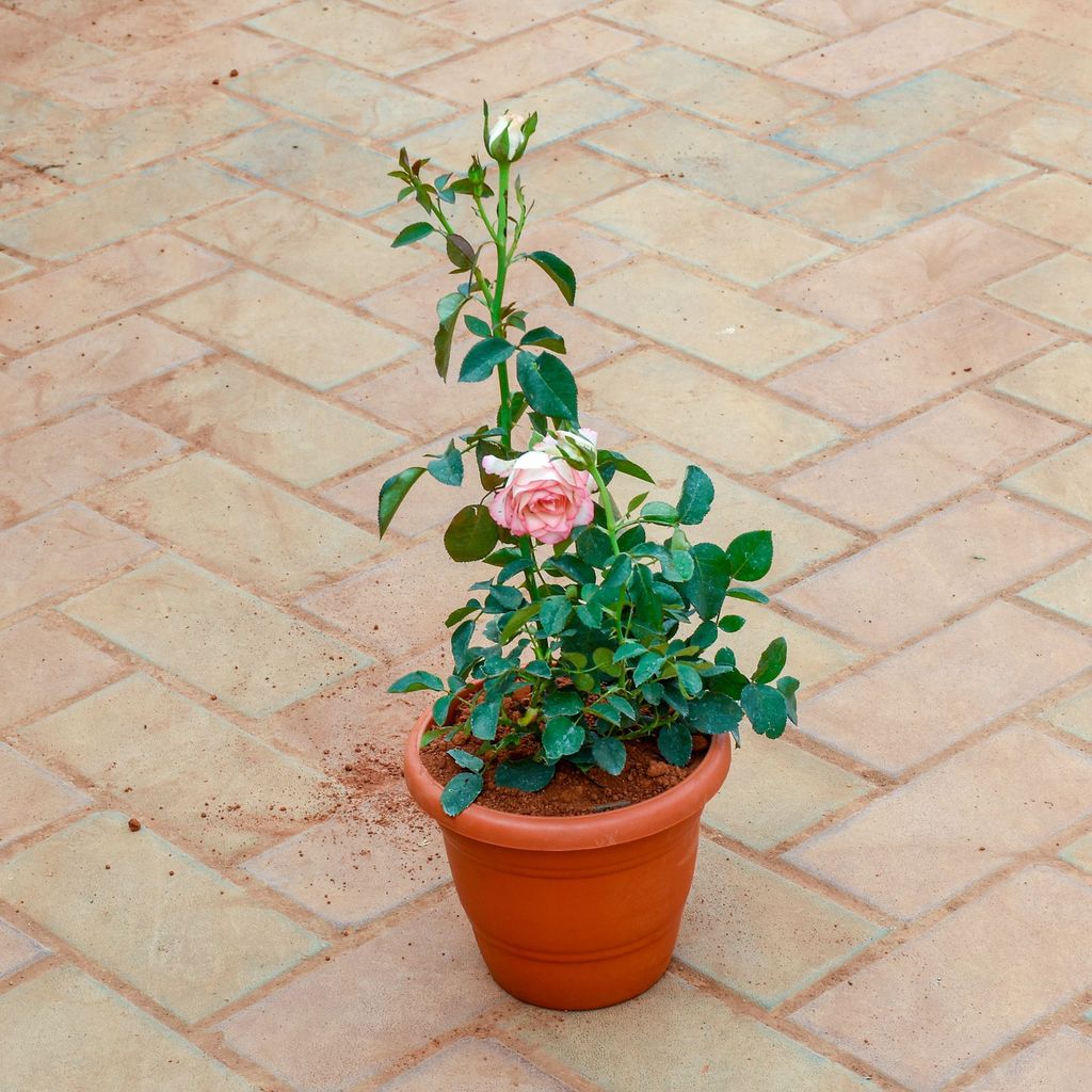 Buy Rose / Gulab Pink in 7 Inch Classy Red Plastic Pot Online | Urvann.com Rose / Gulab Pink in 7 Inch Classy Red Plastic Pot
