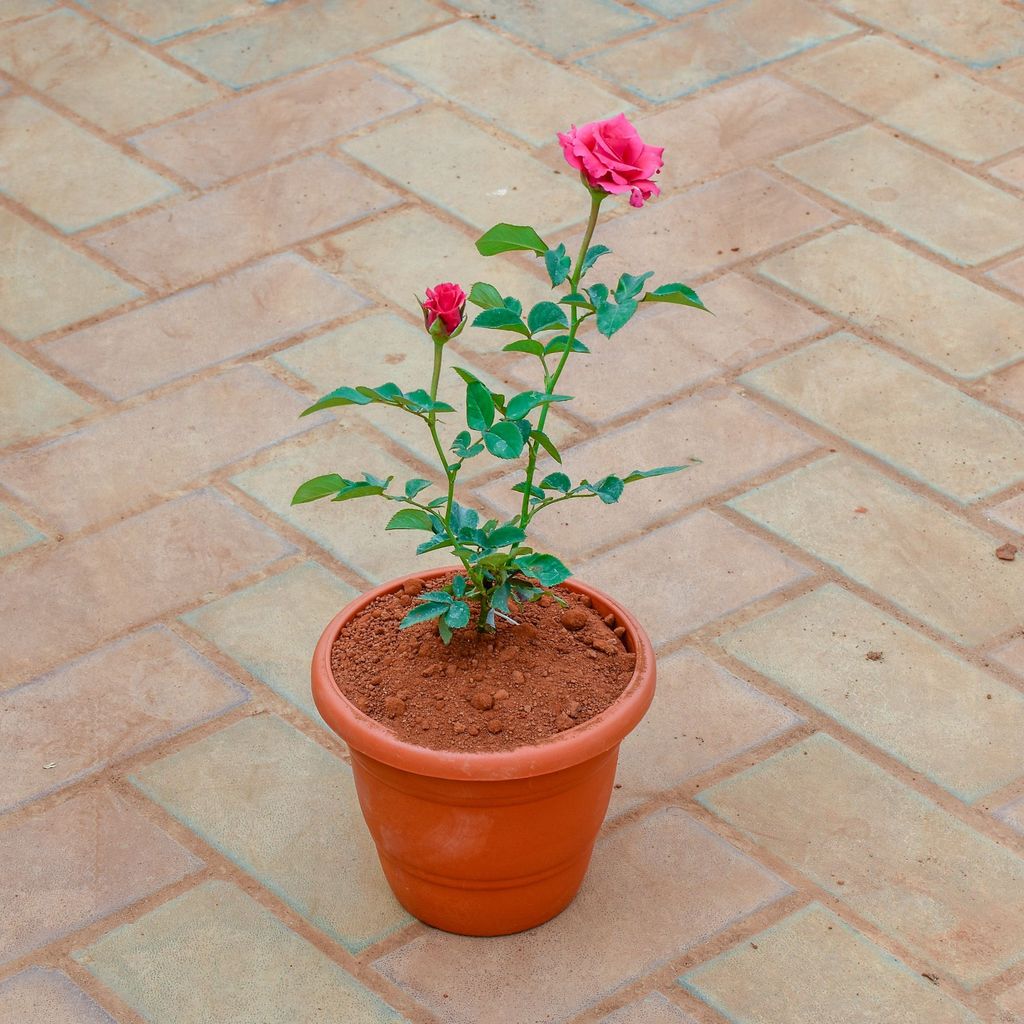 Buy Rose / Gulab Pink in 7 Inch Classy Red Plastic Pot Online | Urvann.com Rose / Gulab Pink in 7 Inch Classy Red Plastic Pot