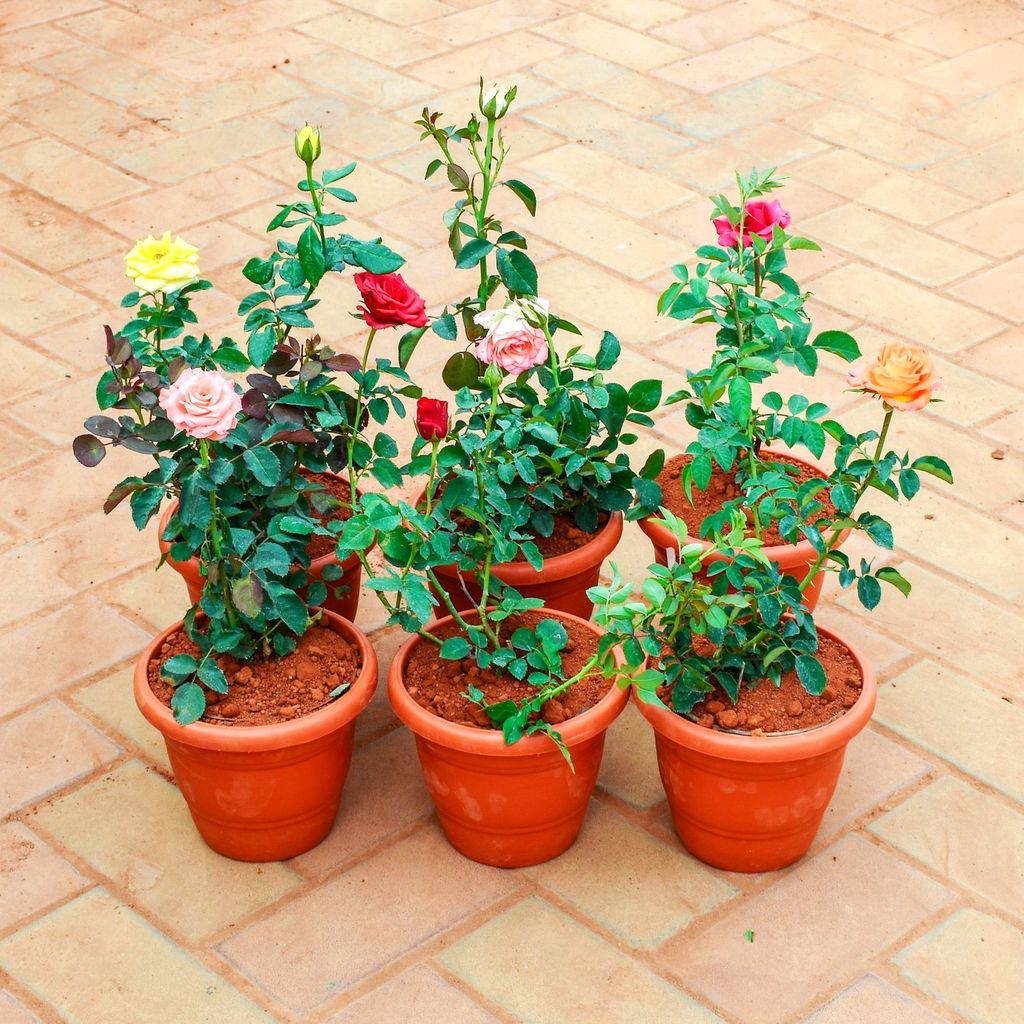 Six Roses of Romance - Set of 6 - Rose / Gulab (any colour) in 7 Inch Classy Red Plastic Pot
