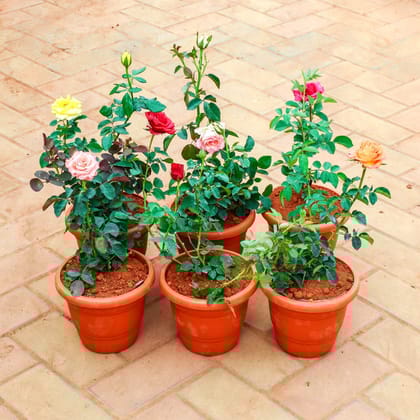 Six Roses of Romance - Set of 6 - Rose / Gulab (any colour) in 7 Inch Classy Red Plastic Pot