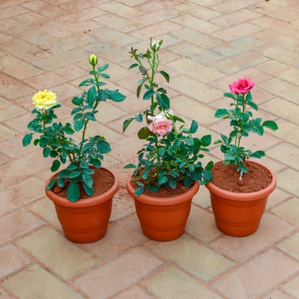 Buy Set Of 3 - Rose / Gulab ( Rink , Yellow & Red) in 7 Inch Classy Red Plastic Pot Online | Urvann.com