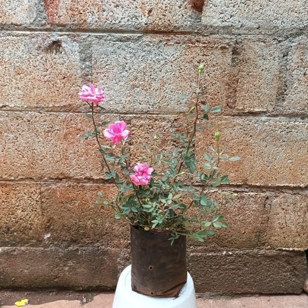 Rose Pink in 6 Inch Nursery Bag