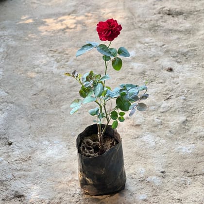 Buy Rose Red in 8 Inch Nursery Bag Online | Urvann.com