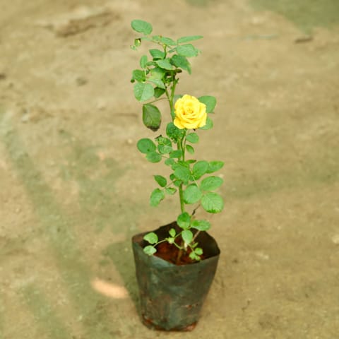 Rose (Any Colour) in 8 Inch Nursery Bag